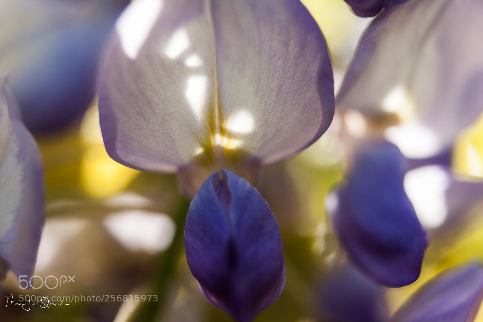 Canon EOS 5D Mark II sample photo. Glicine..contre jour. photography