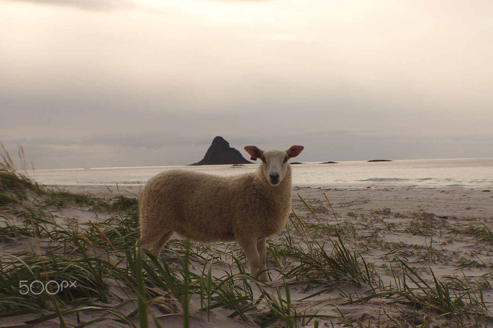 Sony Alpha DSLR-A500 sample photo. Remote lamb photography
