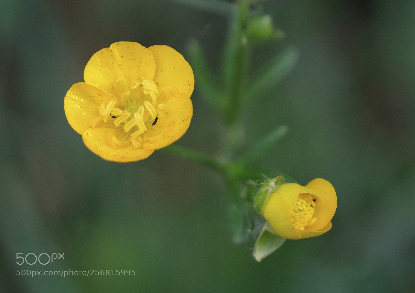 Fujifilm X-Pro2 sample photo. Little buttercup  photography