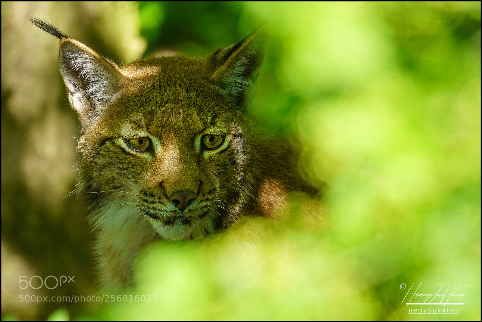 Sony a7R III sample photo. Luchs photography
