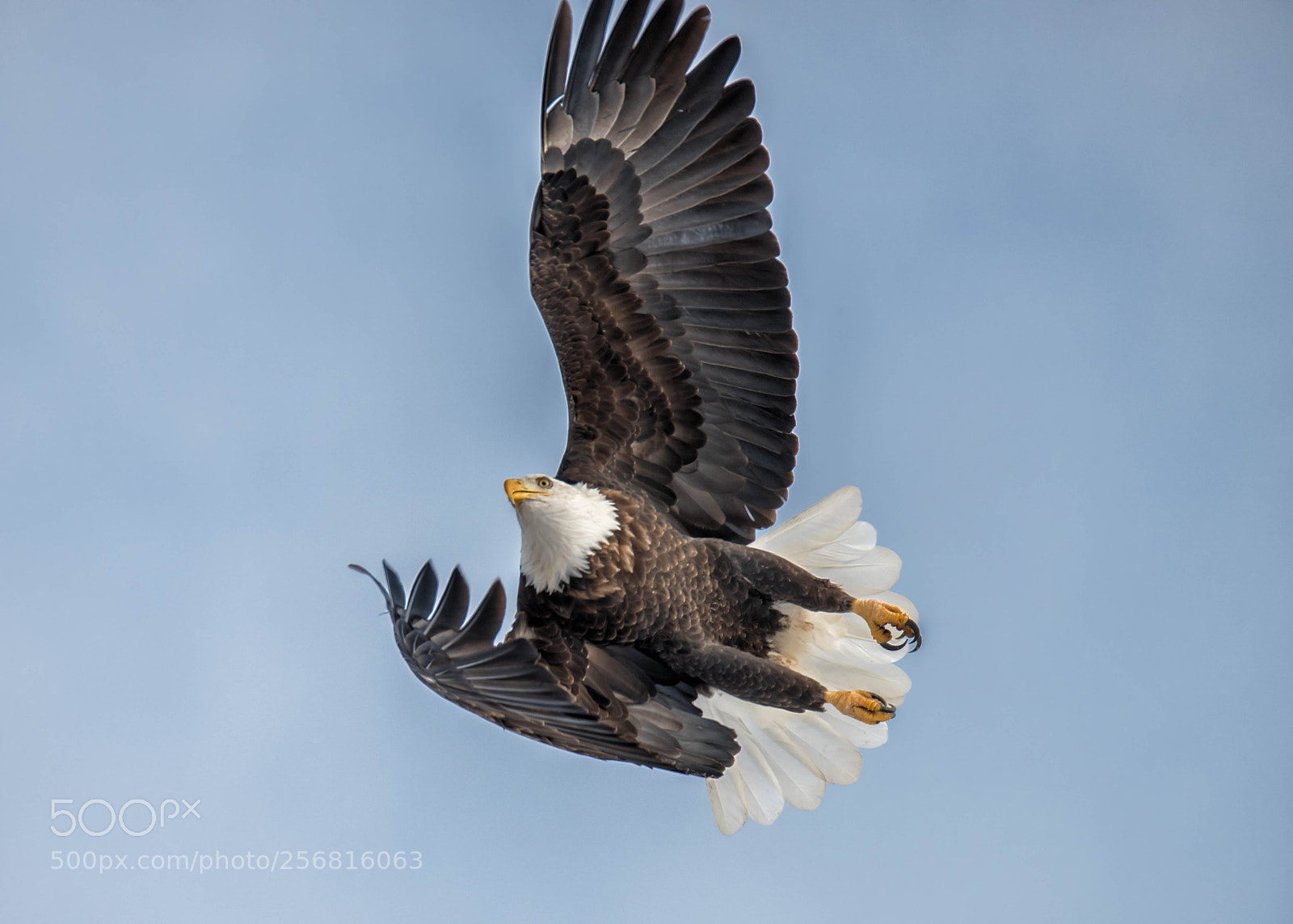 Nikon D810 sample photo. Soaring photography