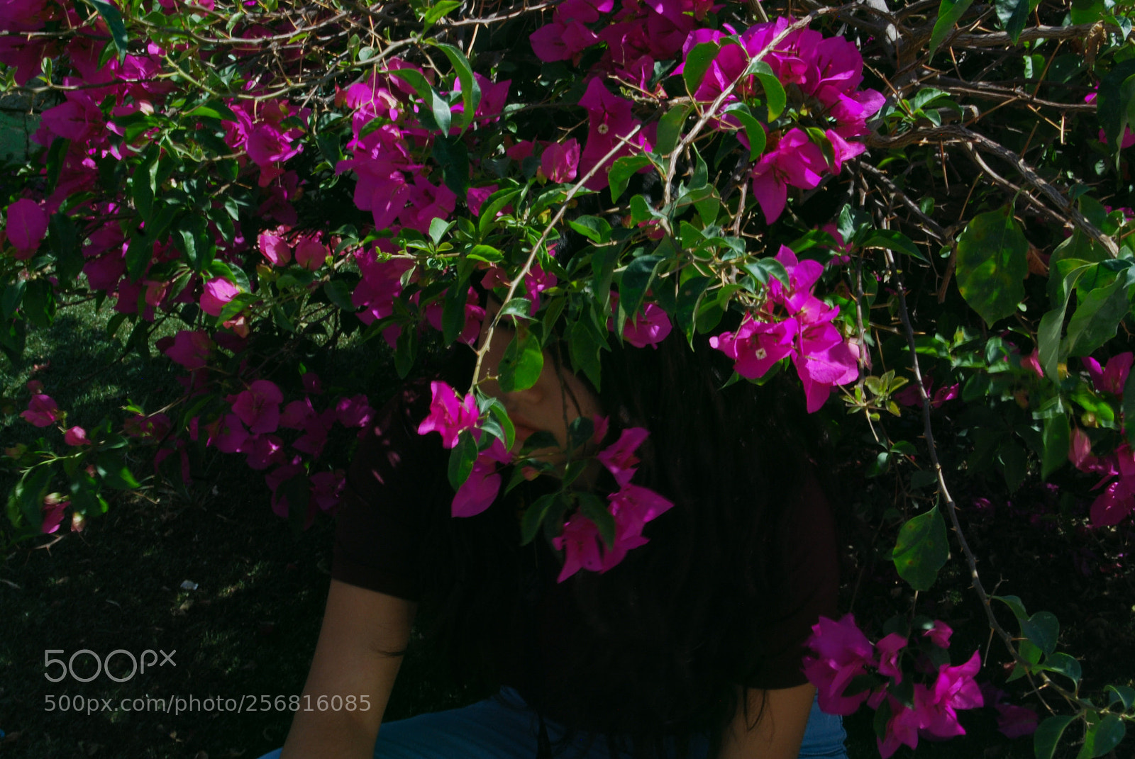 Nikon D40X sample photo. Flower photography