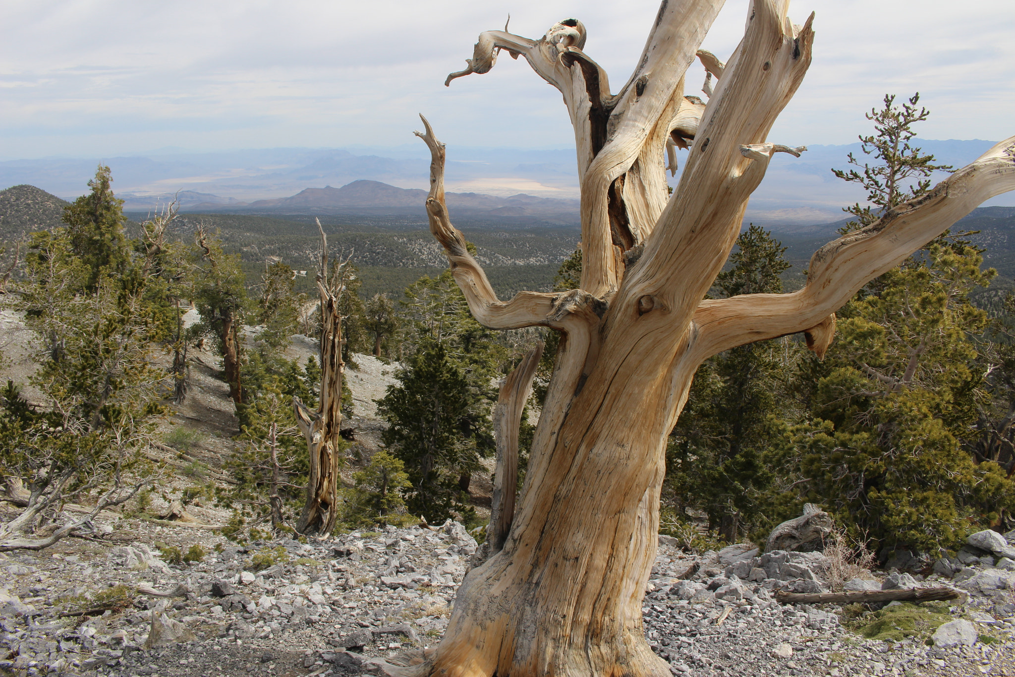 Canon EOS 100D (EOS Rebel SL1 / EOS Kiss X7) sample photo. Desert national wildlife range, nevada photography