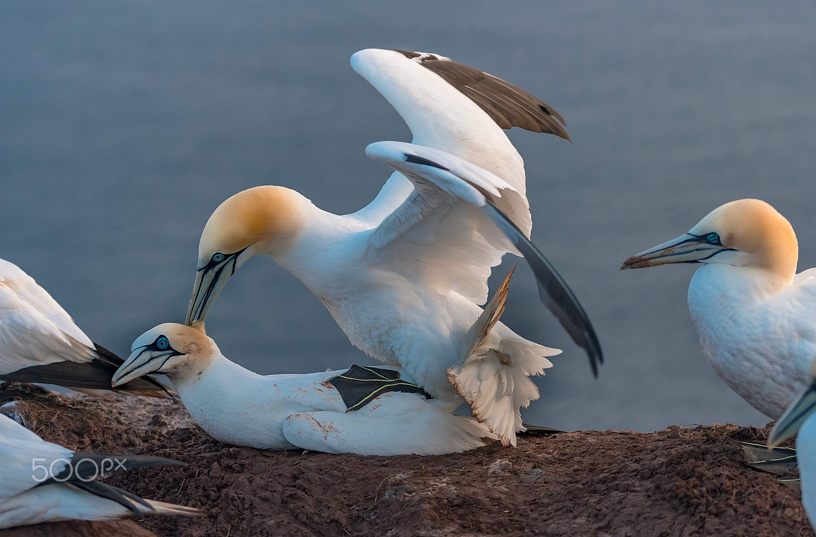 Sigma 105mm F2.8 EX DG OS HSM sample photo. Mating northern gannets photography
