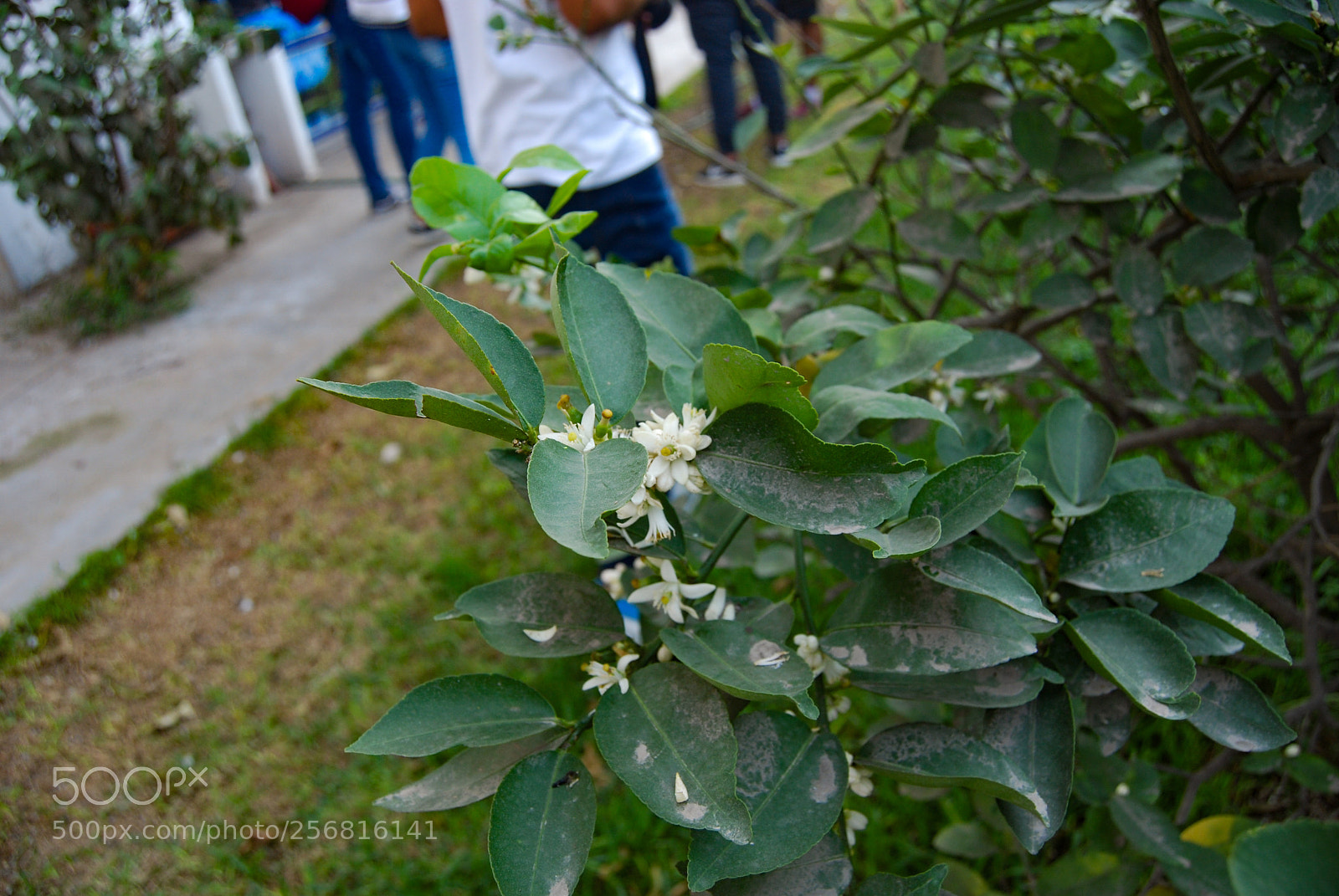 Nikon D40X sample photo. White photography