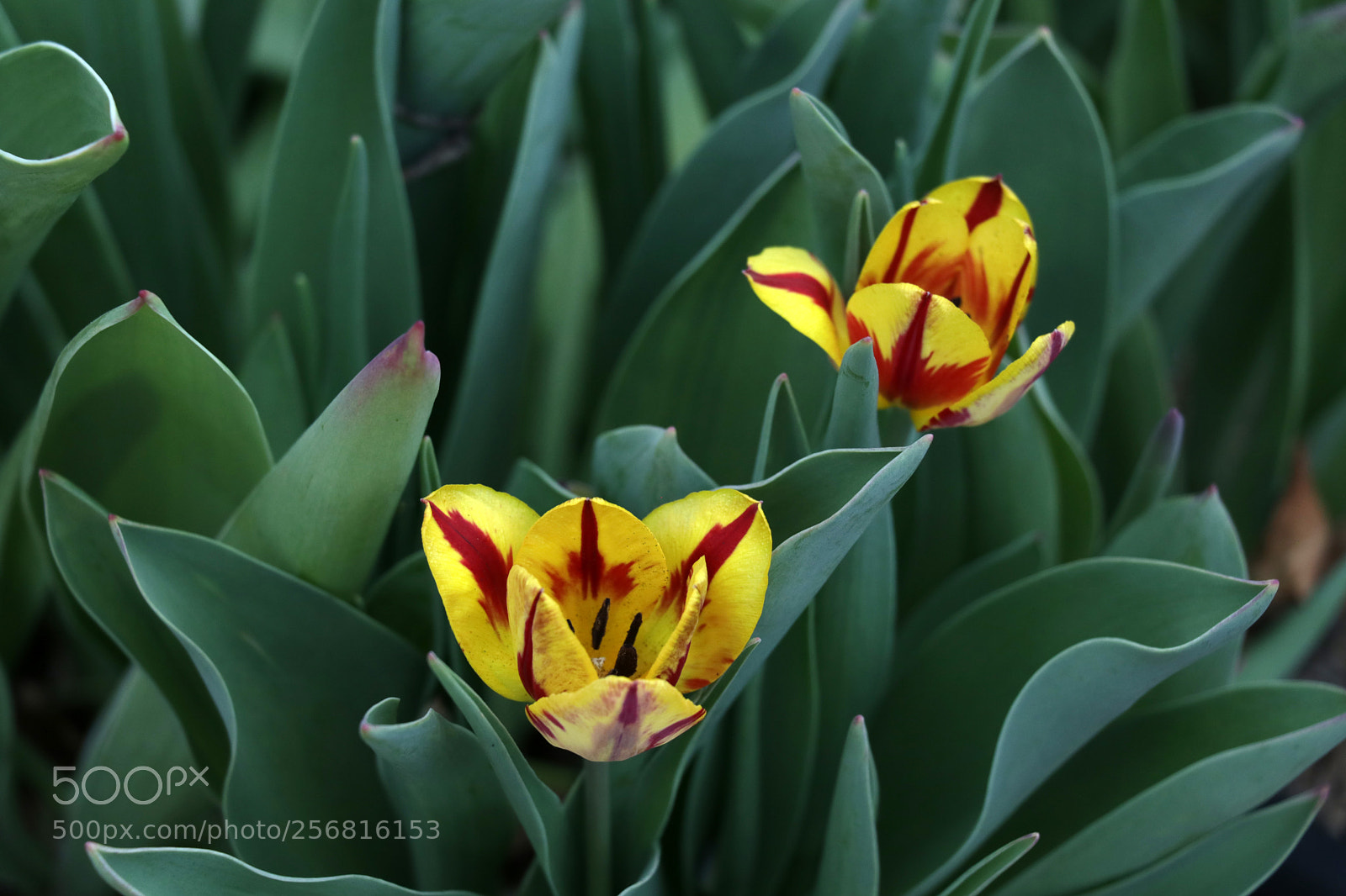 Canon EOS 80D sample photo. Flowers photography