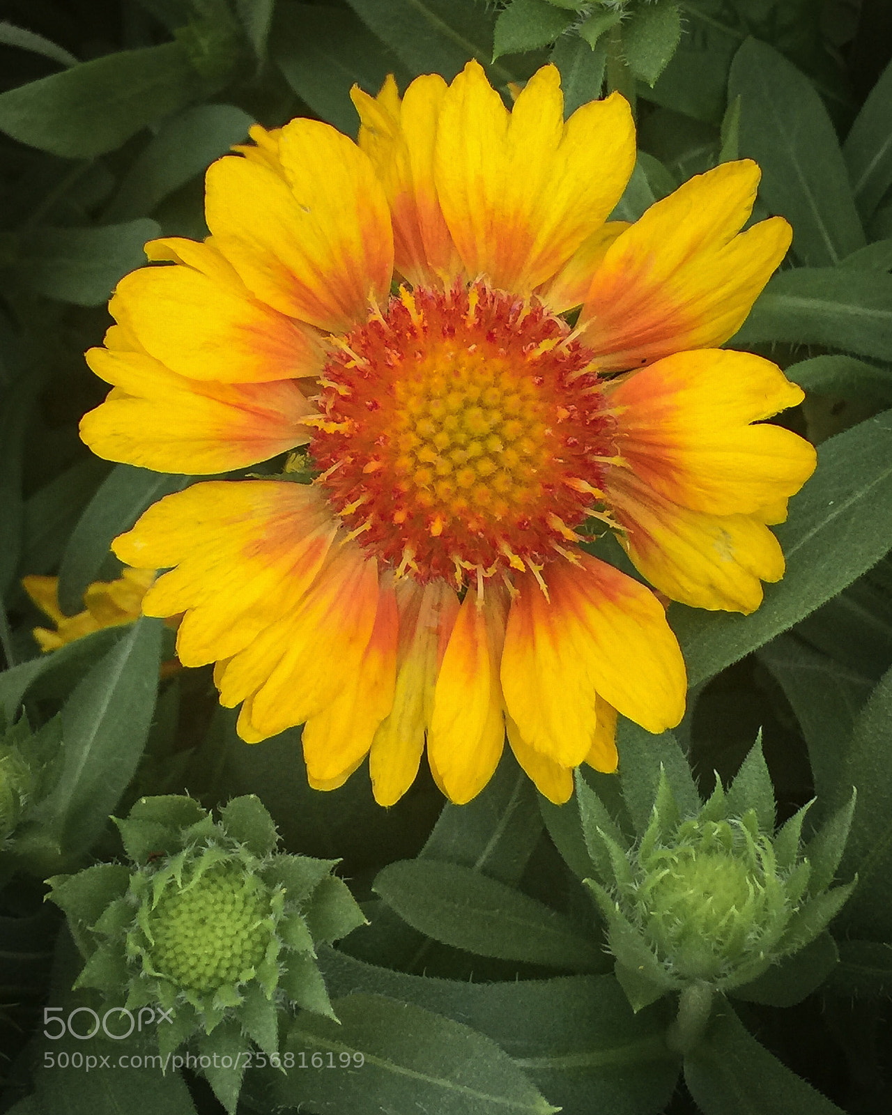 Apple iPhone 6 Plus sample photo. Gaillardia, blanket flower photography