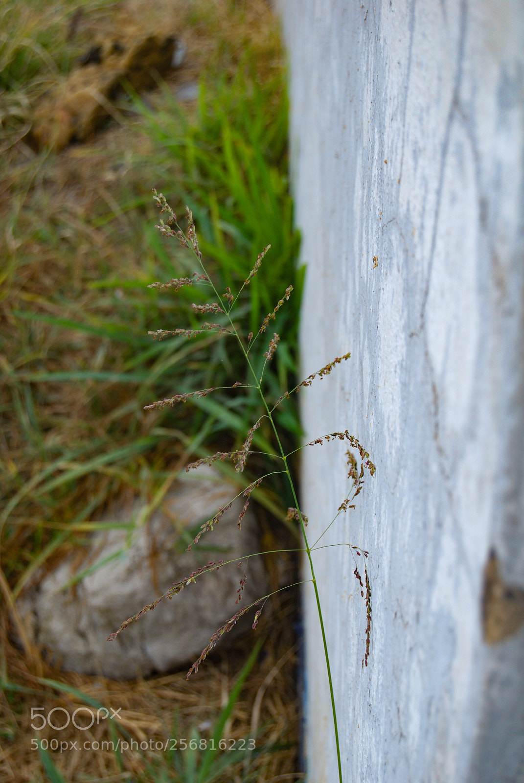 Nikon D40X sample photo. Hahaha photography