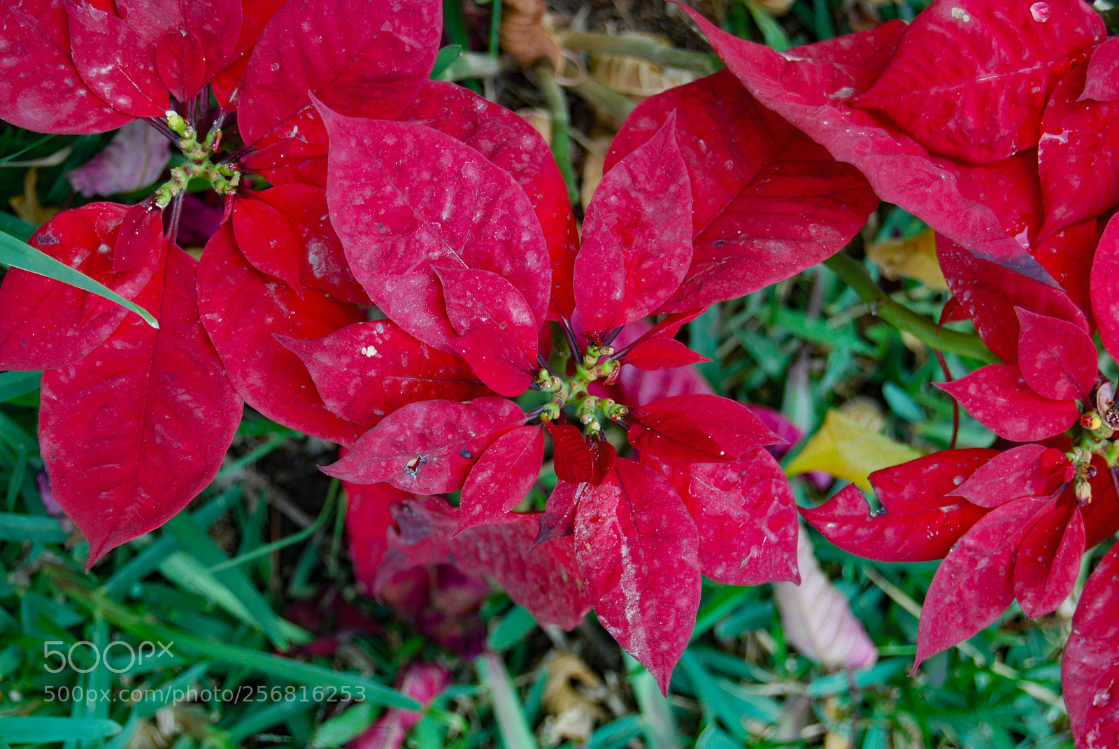 Nikon D40X sample photo. Red photography