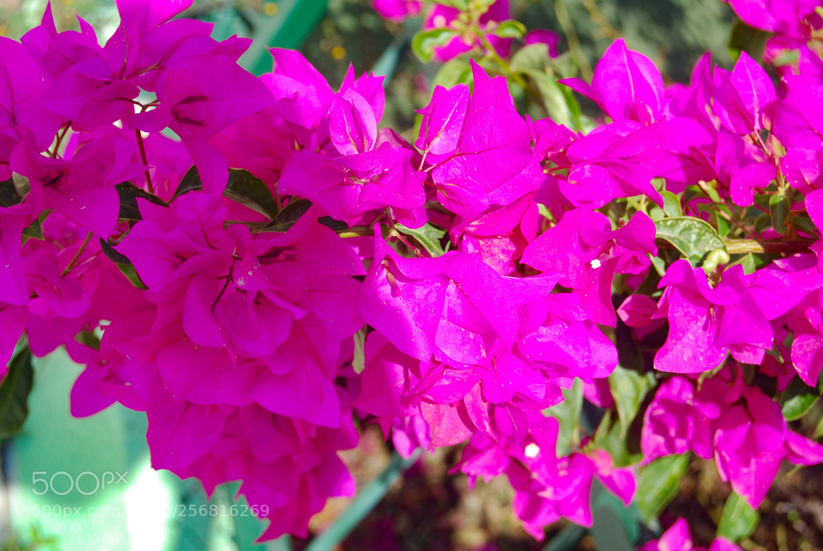 Nikon D40X sample photo. Pinks photography