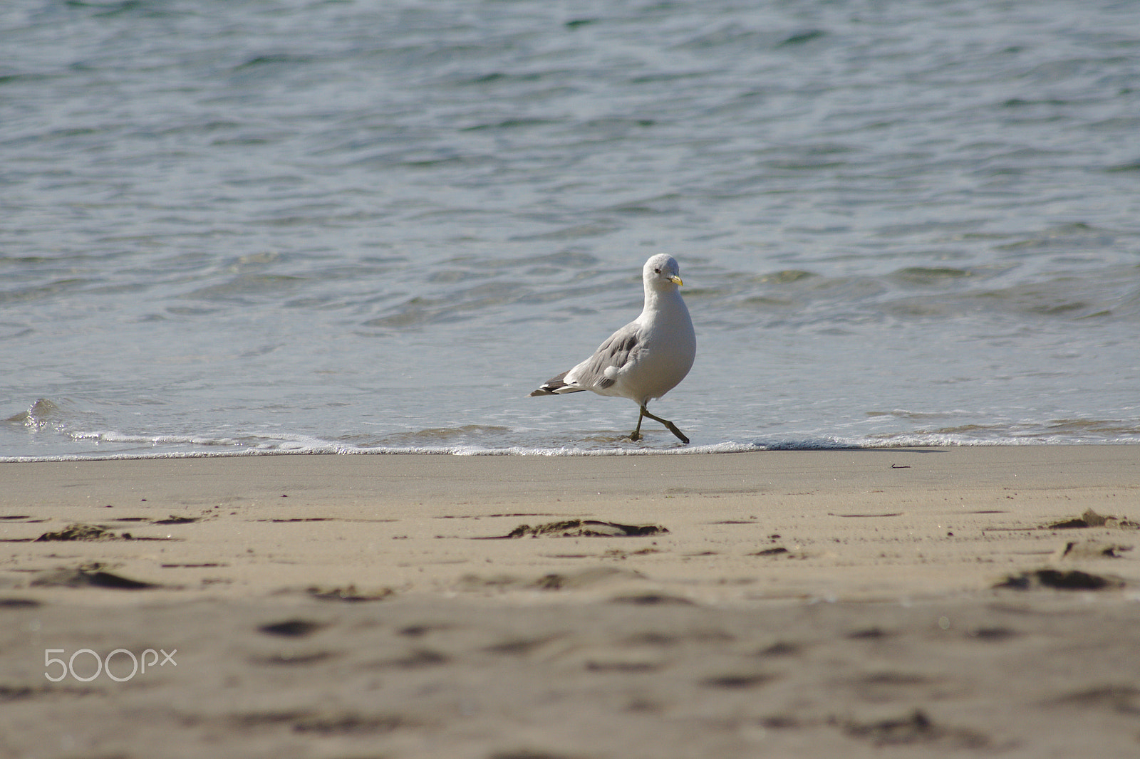 Sony Alpha DSLR-A500 sample photo. Seagull on beach photography