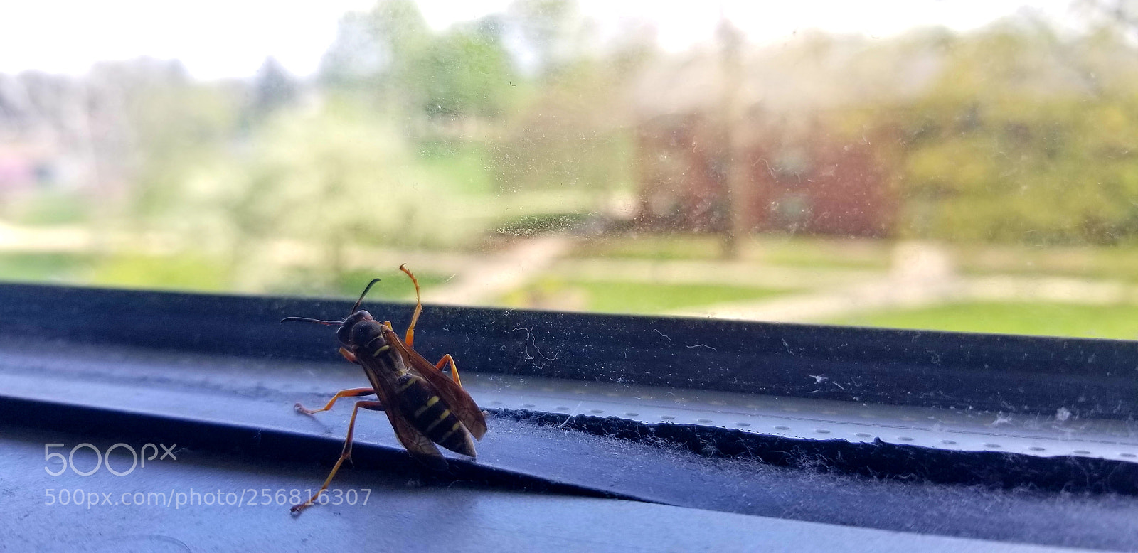 Samsung Galaxy S8 sample photo. A bee photography