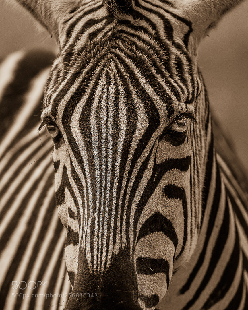 Nikon D500 sample photo. Black n white photography