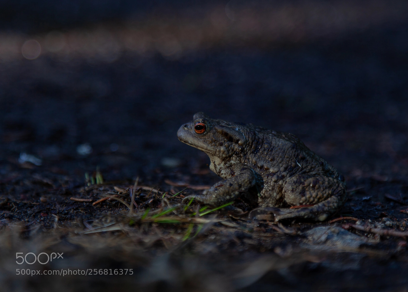 Canon EOS 5D Mark II sample photo. The frog photography