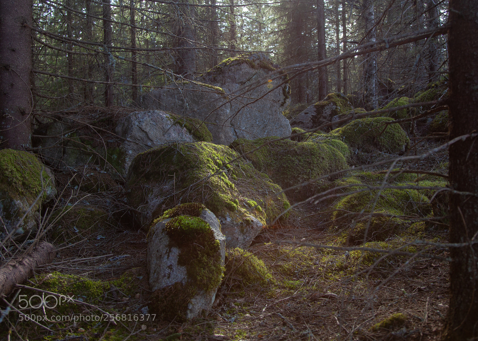 Canon EOS 5D Mark II sample photo. The old forrest photography