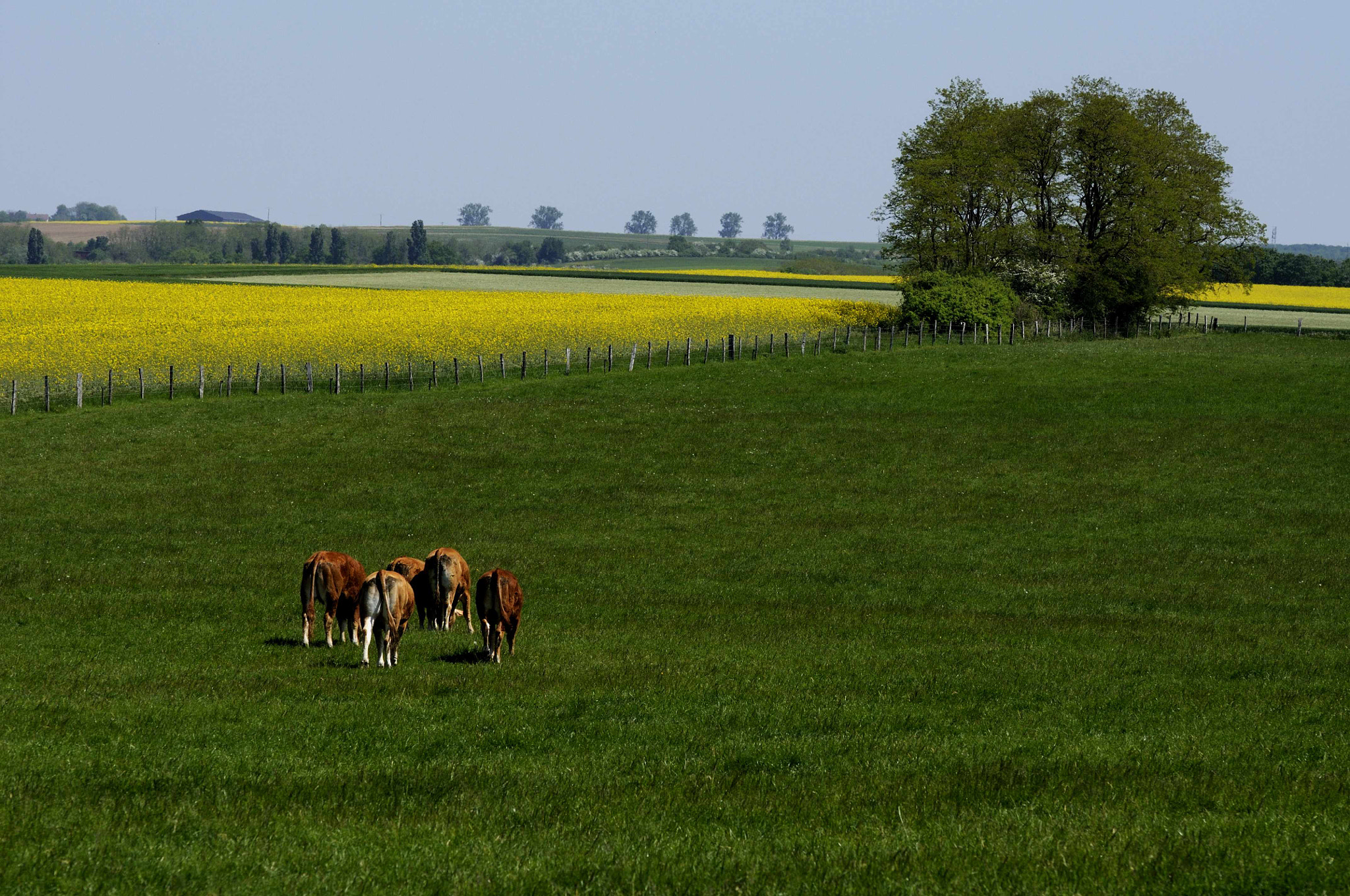 Nikon D90 sample photo. Printemps photography