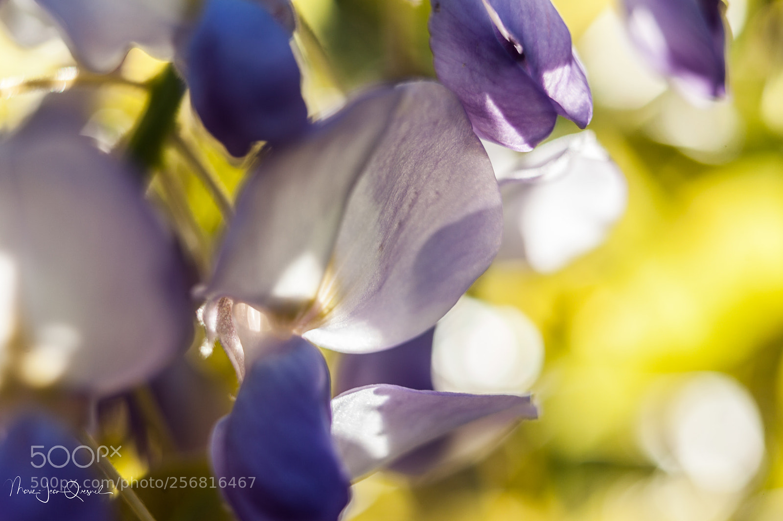 Canon EOS 5D Mark II sample photo. Glicine, une liane avant photography