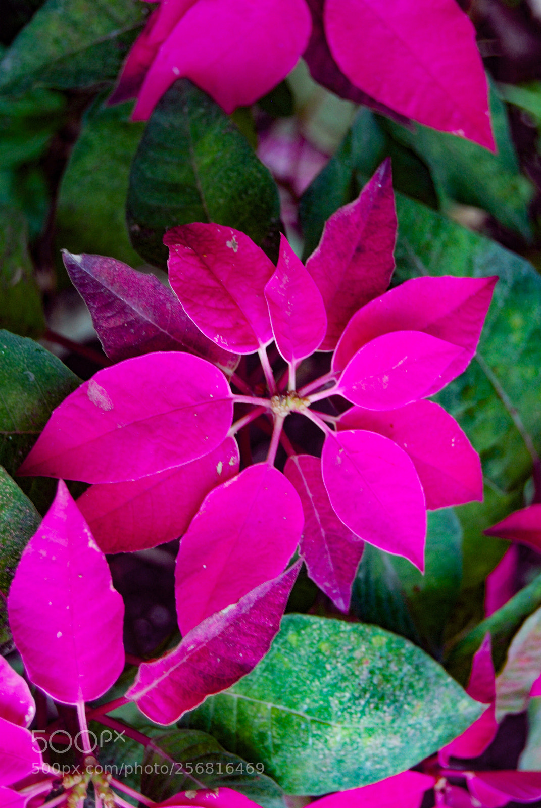 Nikon D40X sample photo. Yes photography