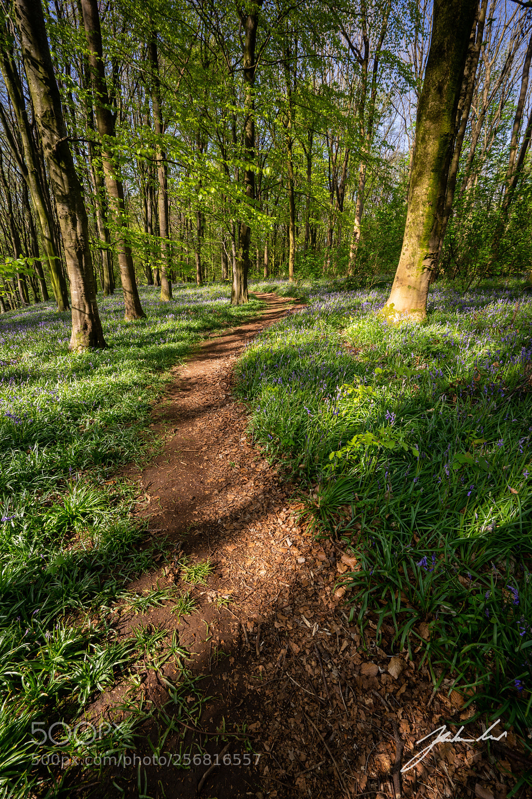 Sony a7 sample photo. Bluebells in bloom. portglenone photography