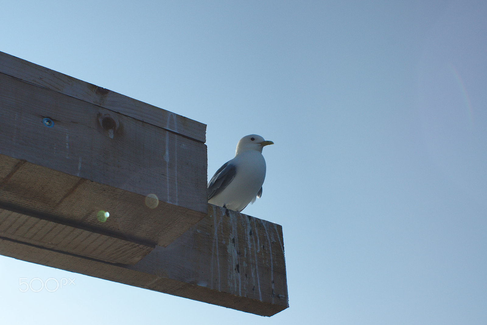 Sony Alpha DSLR-A500 sample photo. Seagull in nyksund photography