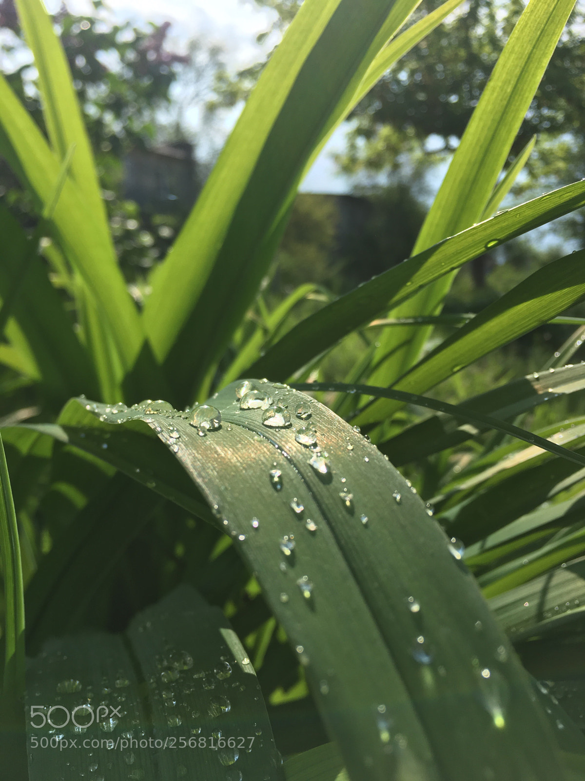 Apple iPhone 6s sample photo. После ливня
 photography