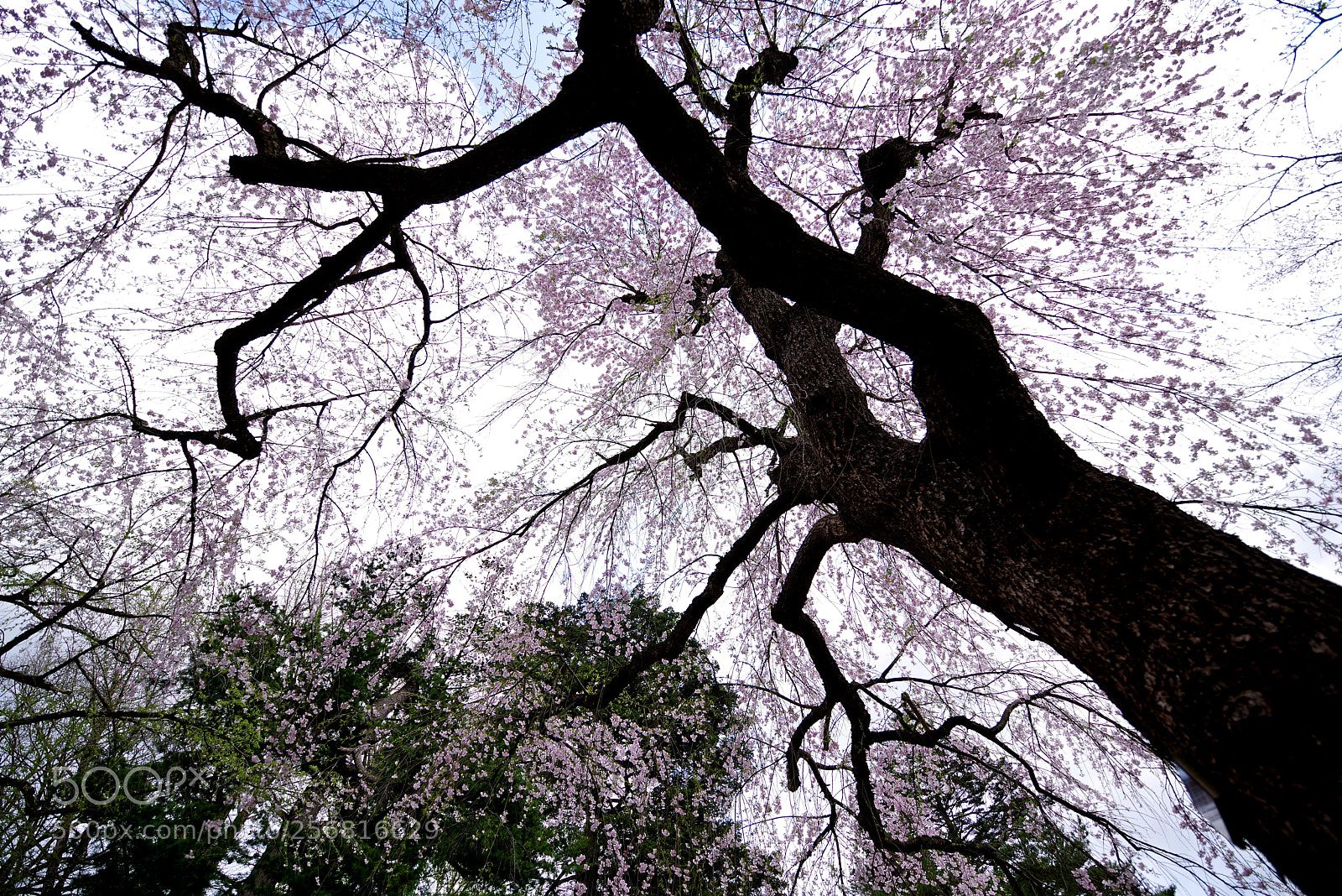 Pentax K-1 sample photo. Falling cherry photography