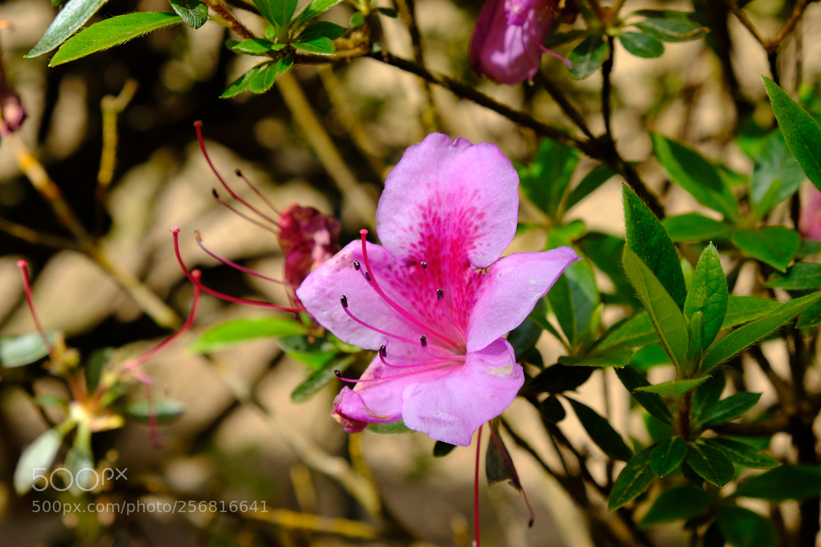 Fujifilm X-T20 sample photo. Nature always suprise us! photography