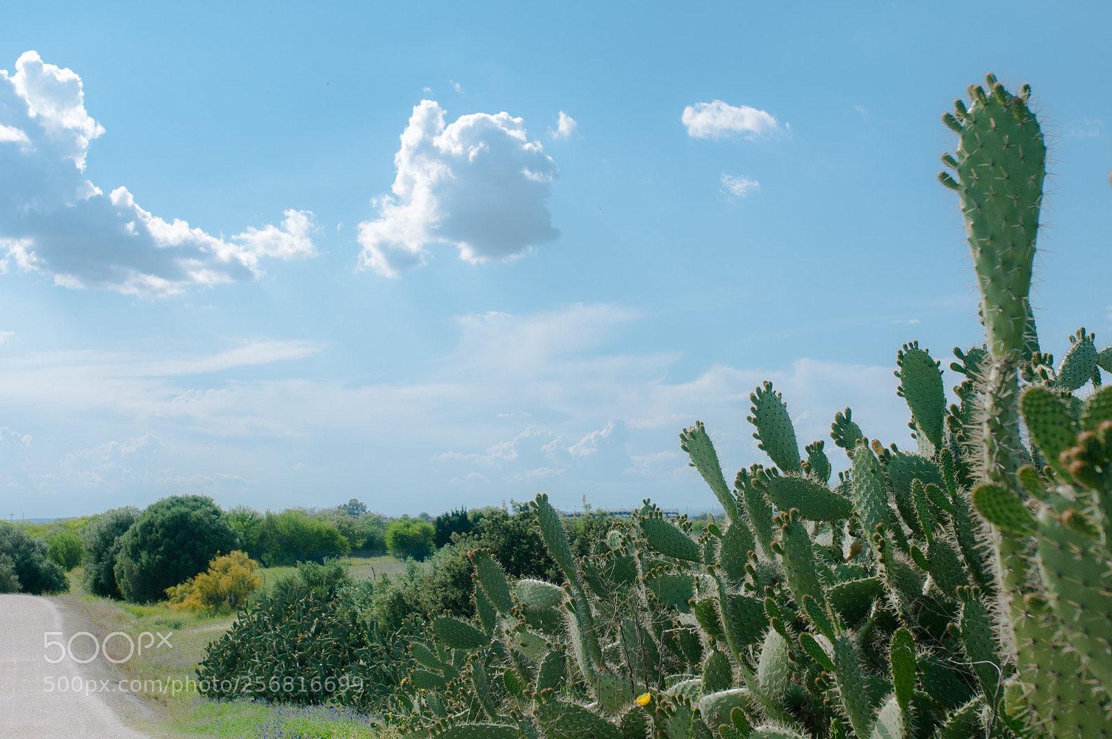 Nikon D300S sample photo. Chumberas photography