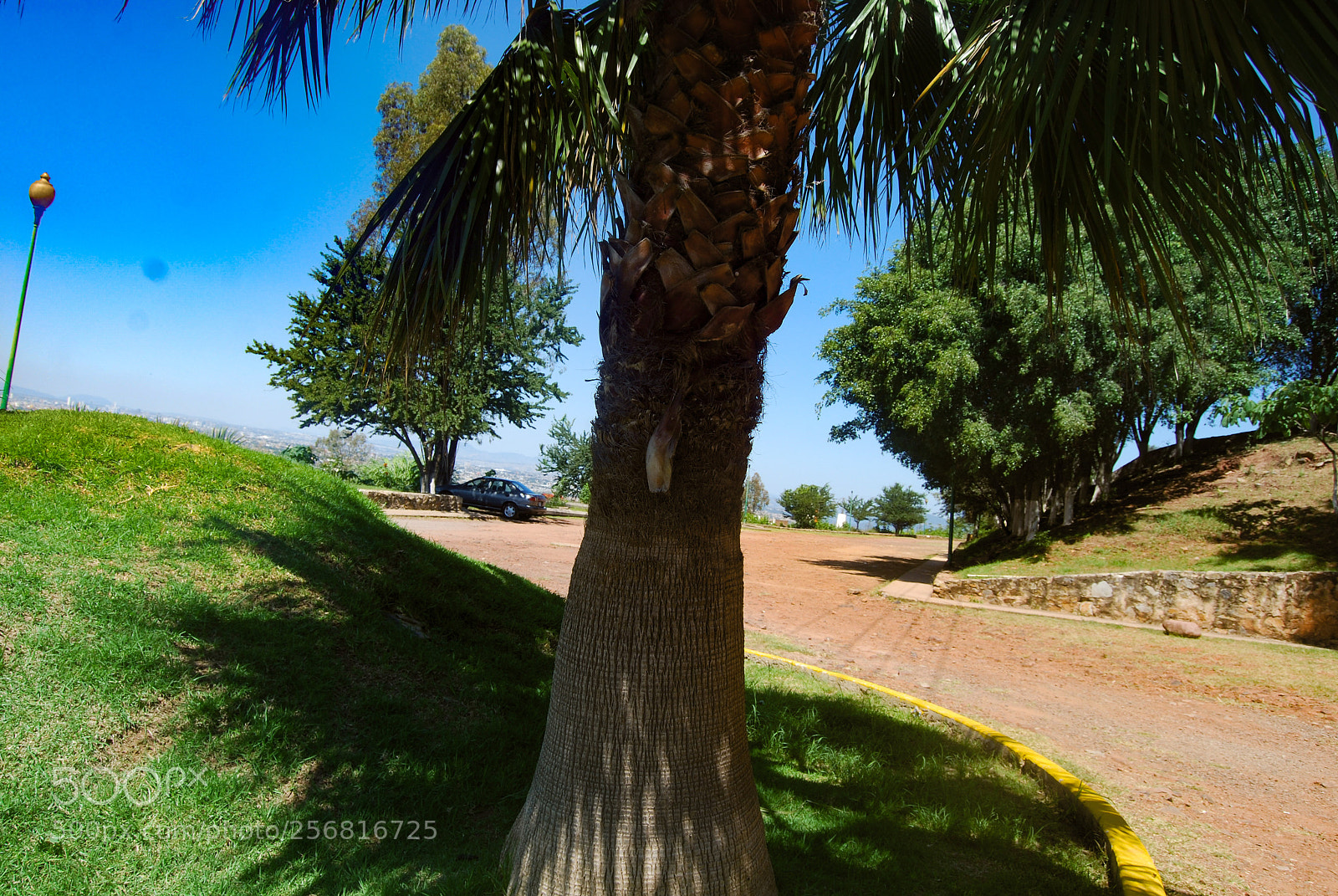 Nikon D40X sample photo. Palm photography