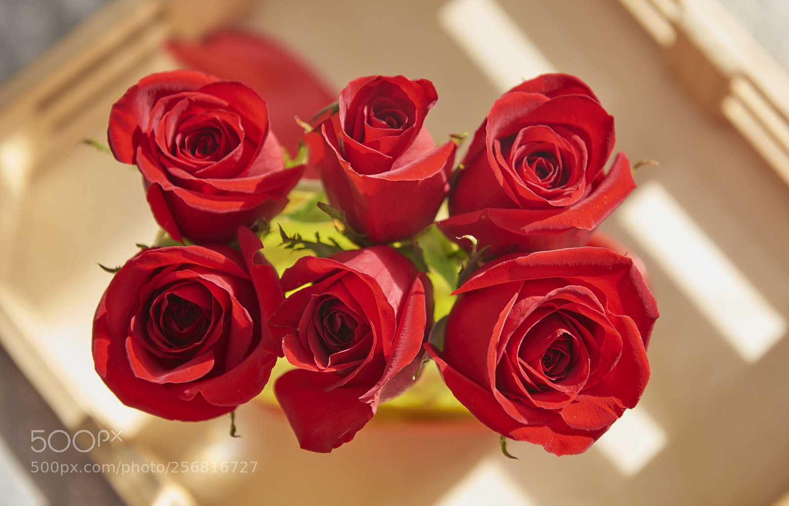 Nikon D810 sample photo. Roses photography