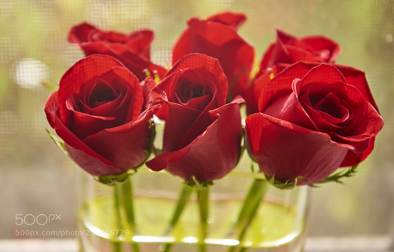 Nikon D810 sample photo. Roses photography
