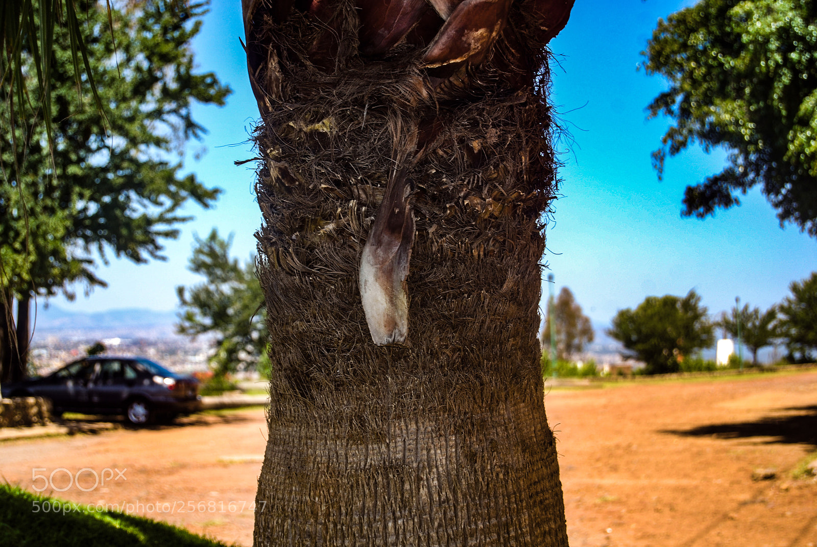Nikon D40X sample photo. Zoom photography