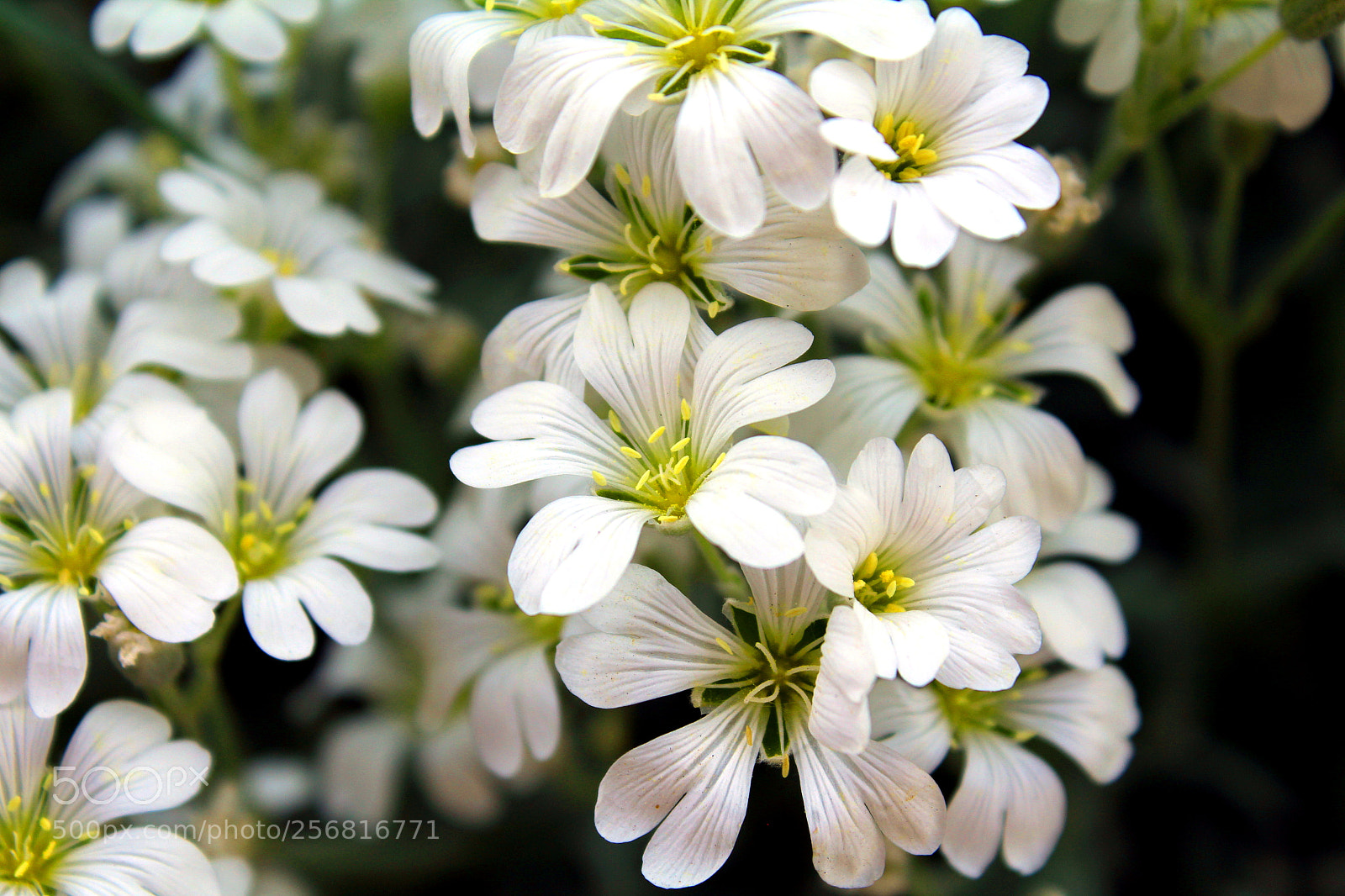 Canon EOS 1200D (EOS Rebel T5 / EOS Kiss X70 / EOS Hi) sample photo. White flower photography