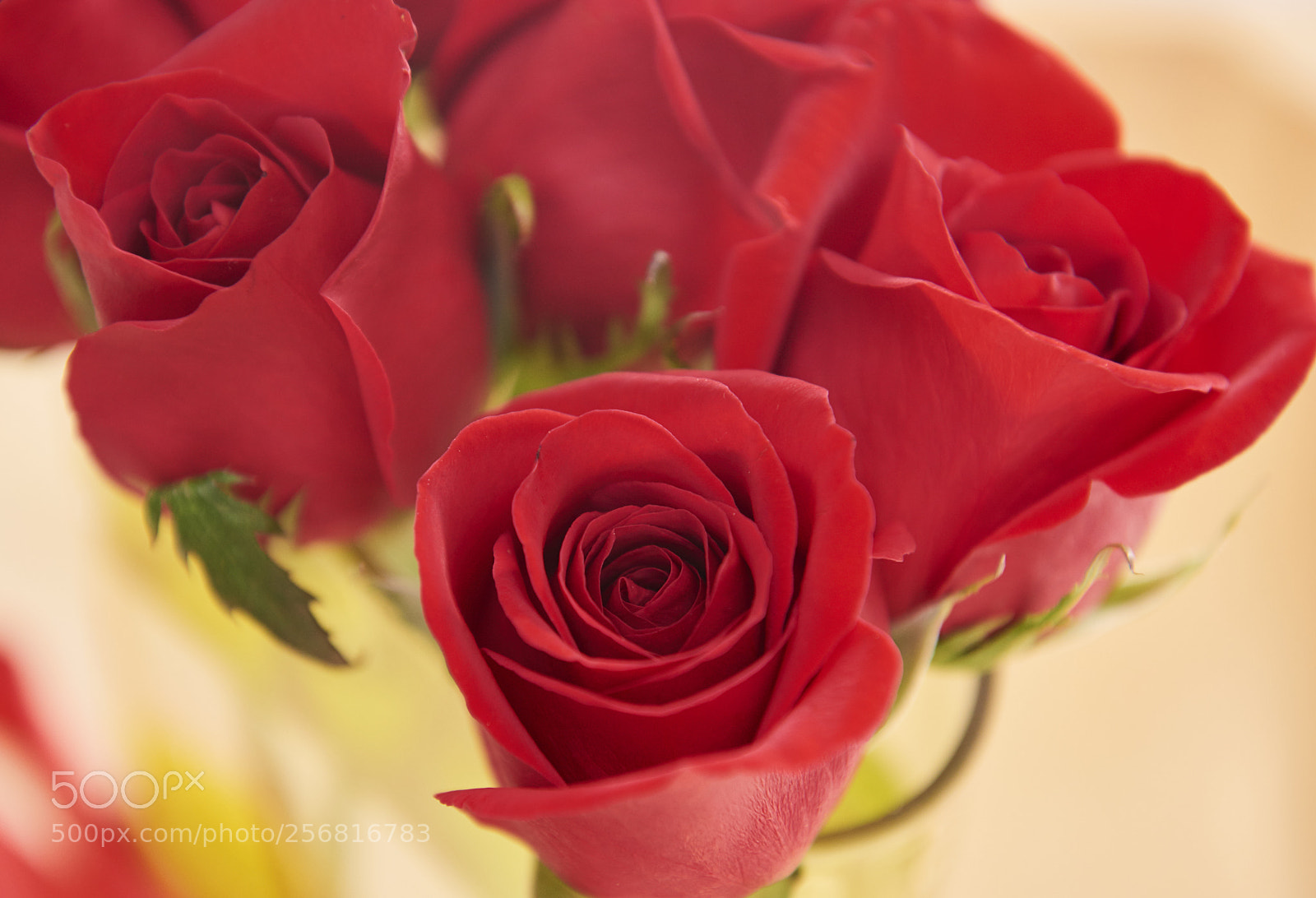 Nikon D810 sample photo. Roses photography