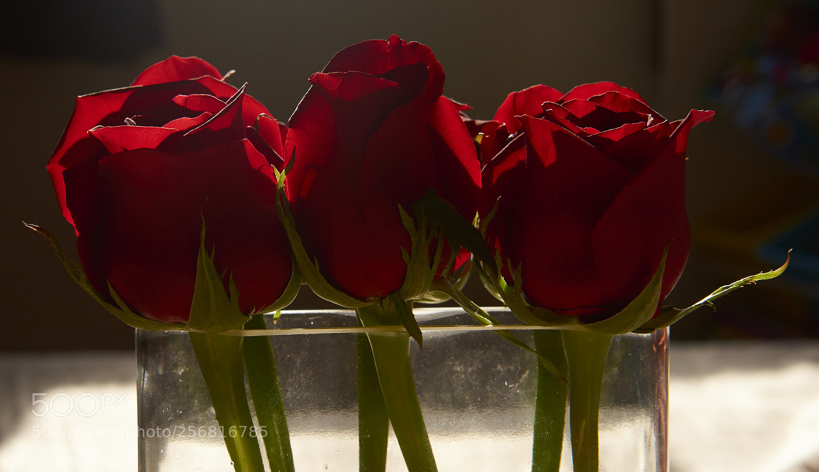 Nikon D810 sample photo. Roses photography