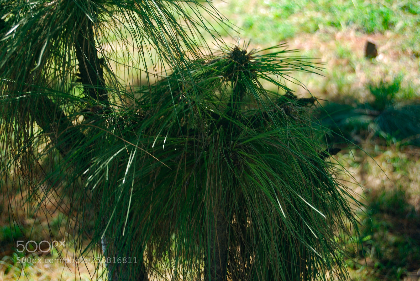 Nikon D40X sample photo. Fig photography