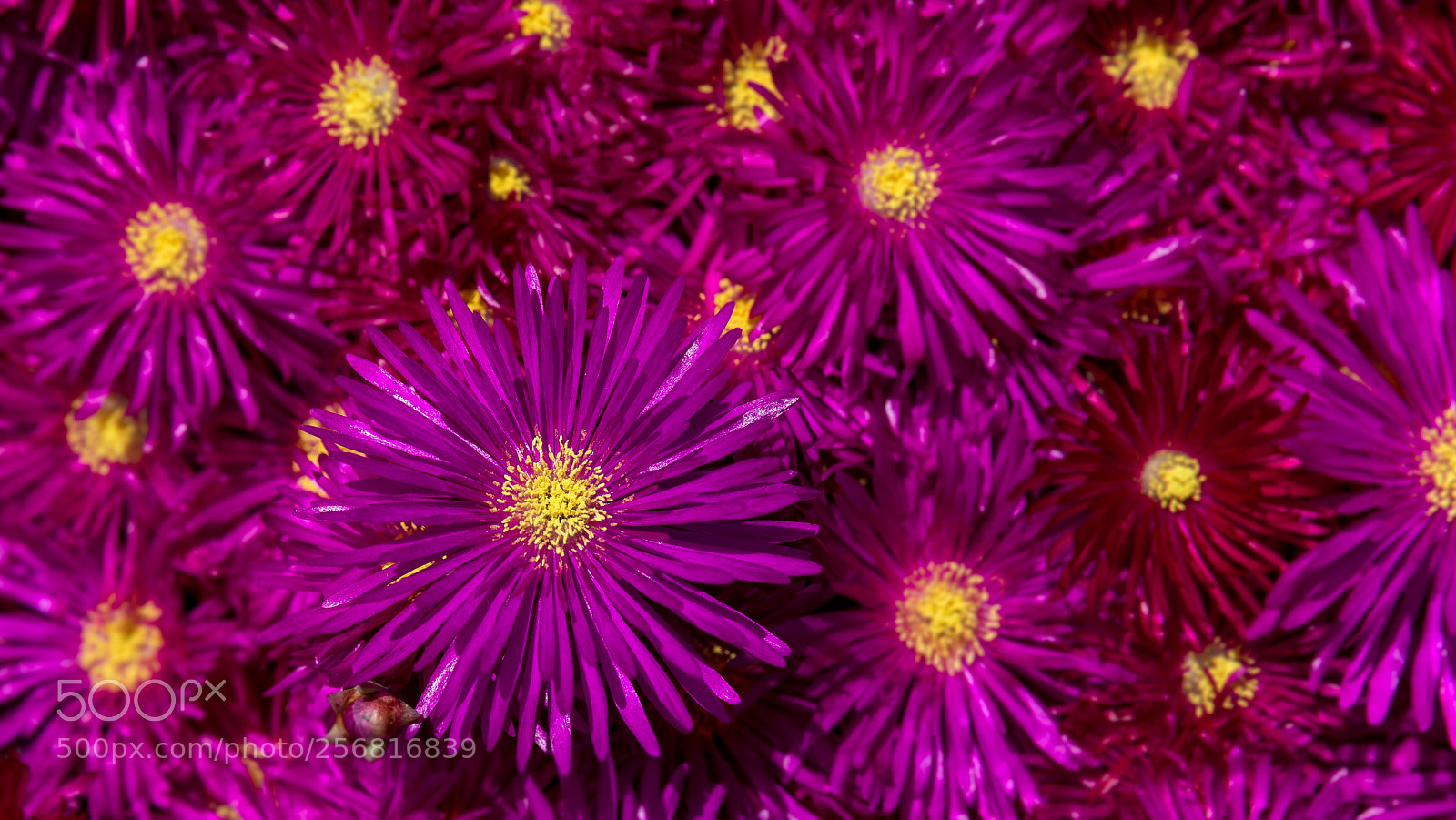 Canon EOS 5D Mark IV sample photo. Flower power photography