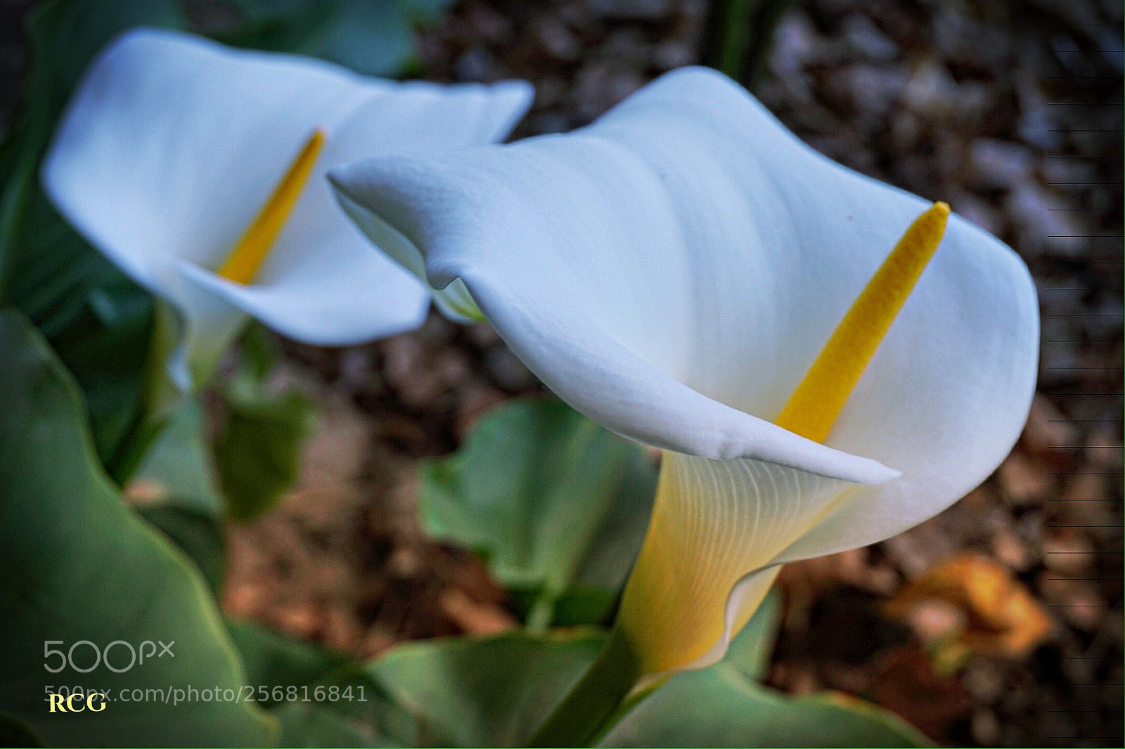 Sony Alpha a5000 (ILCE 5000) sample photo. Untitled photography