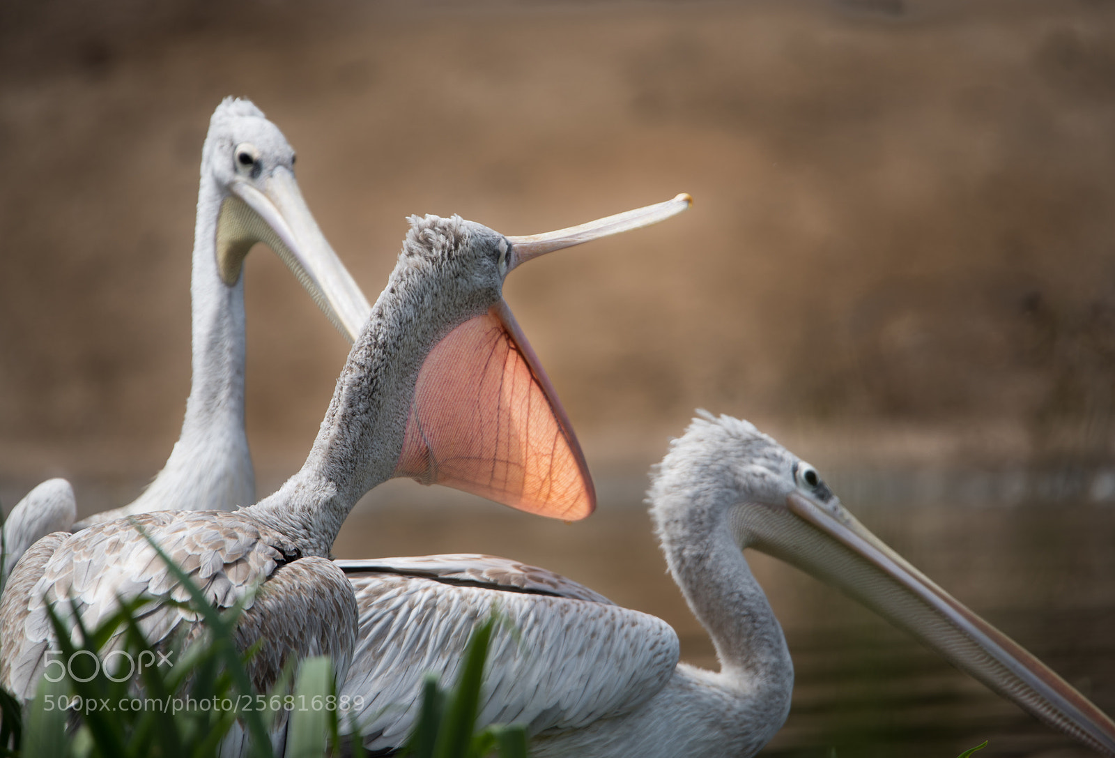 Nikon D810 sample photo. Big mouth photography