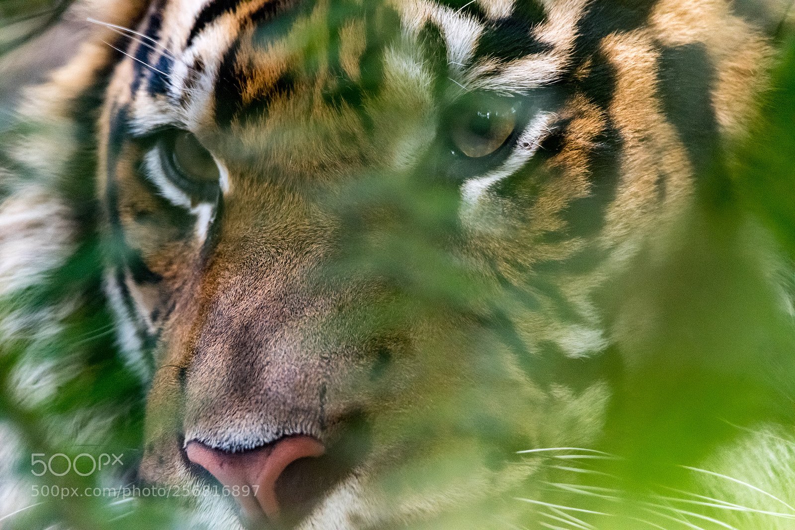 Nikon D810 sample photo. Watching you from the photography