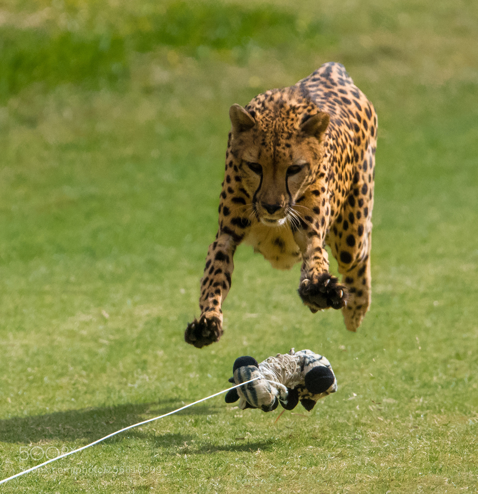 Nikon D810 sample photo. Almost got it... photography