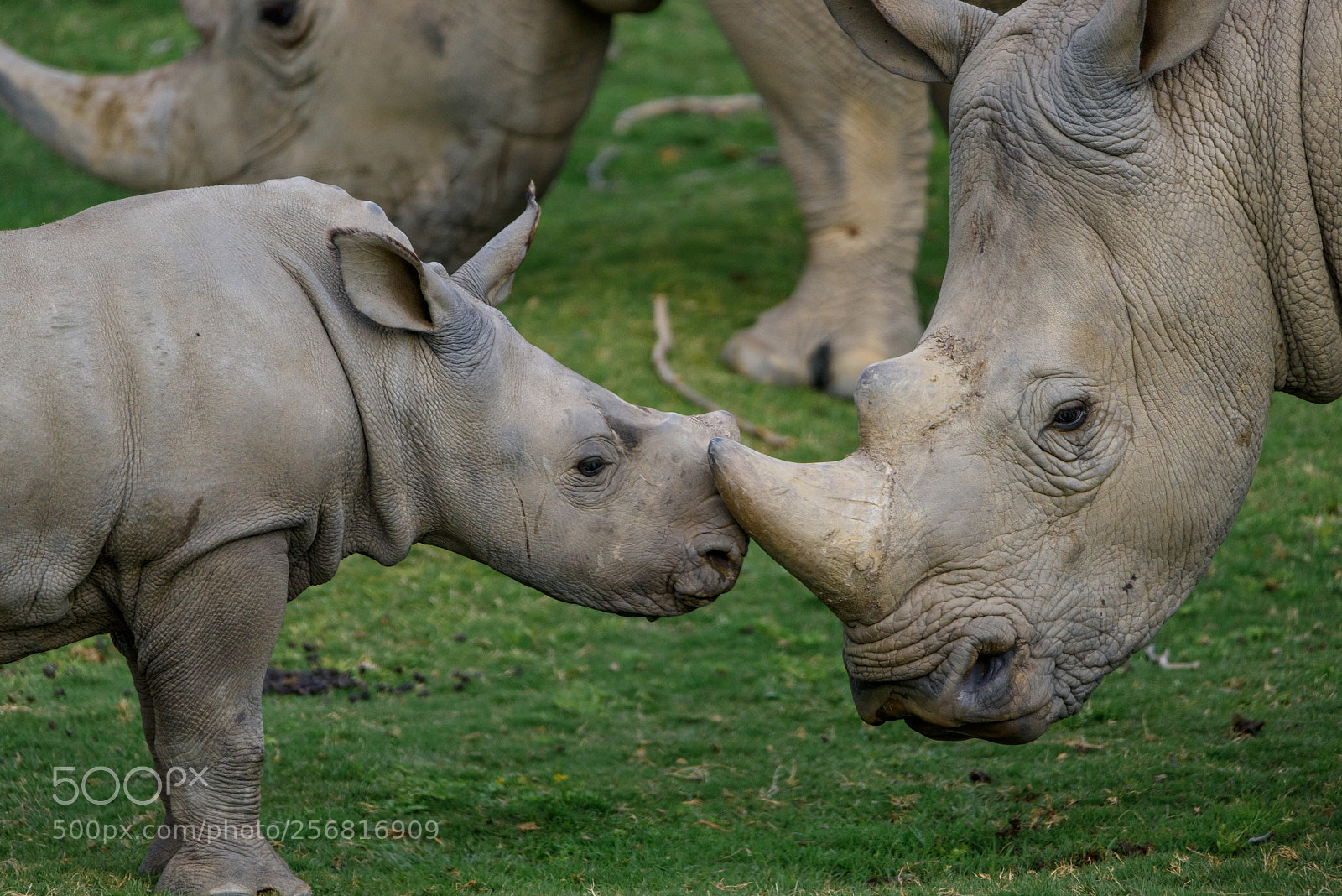 Nikon D810 sample photo. Rhino family photography