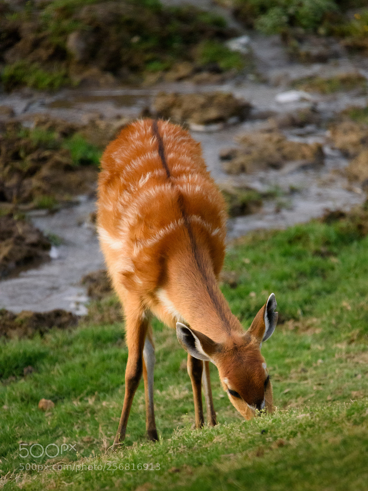 Nikon D810 sample photo. Idyllic deer photography