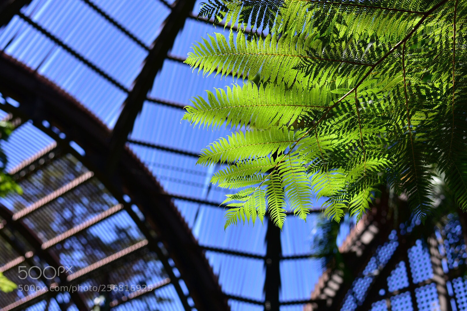 Nikon D750 sample photo. Leaves in botanical garden photography