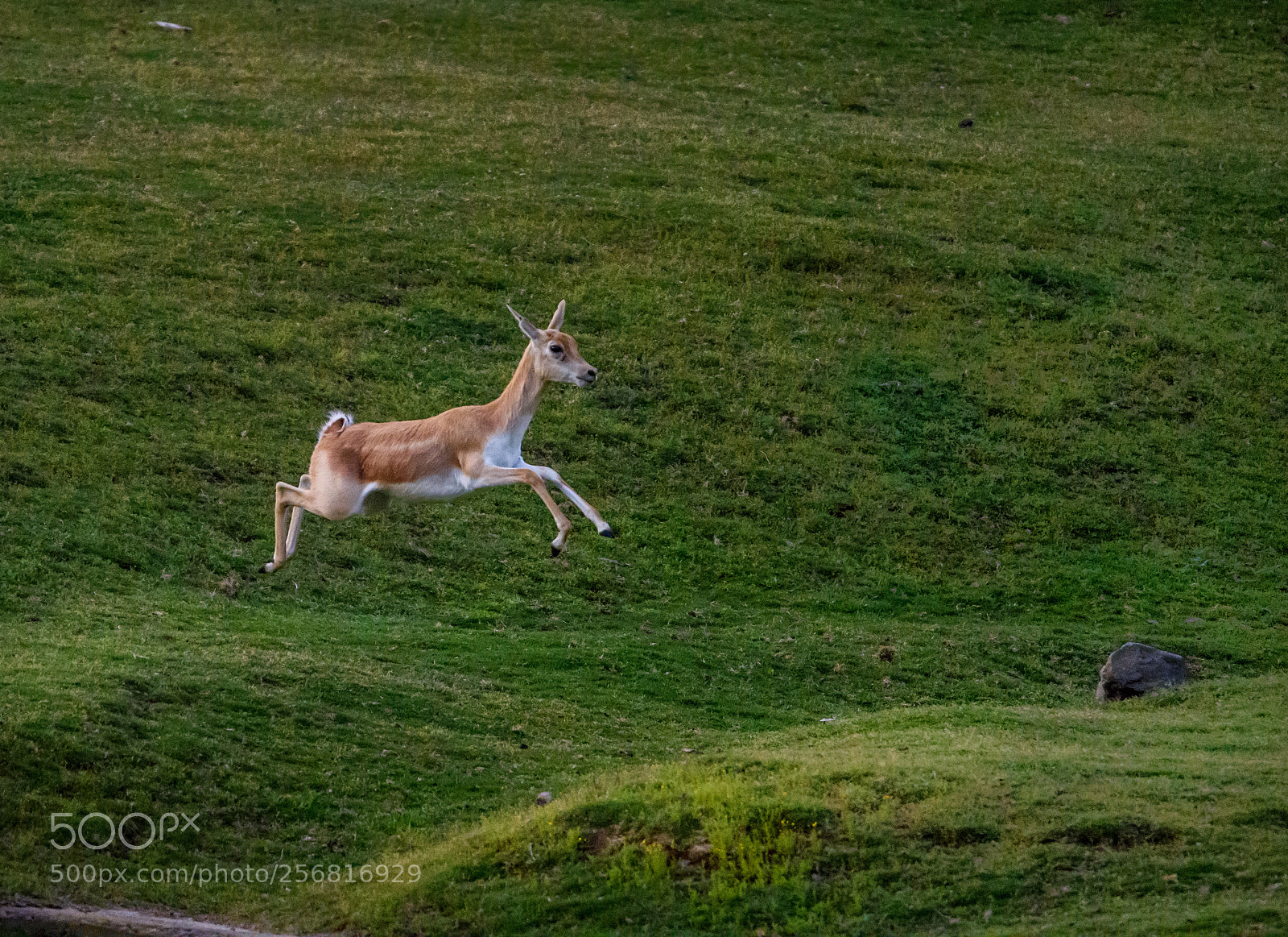 Nikon D810 sample photo. Leap! photography