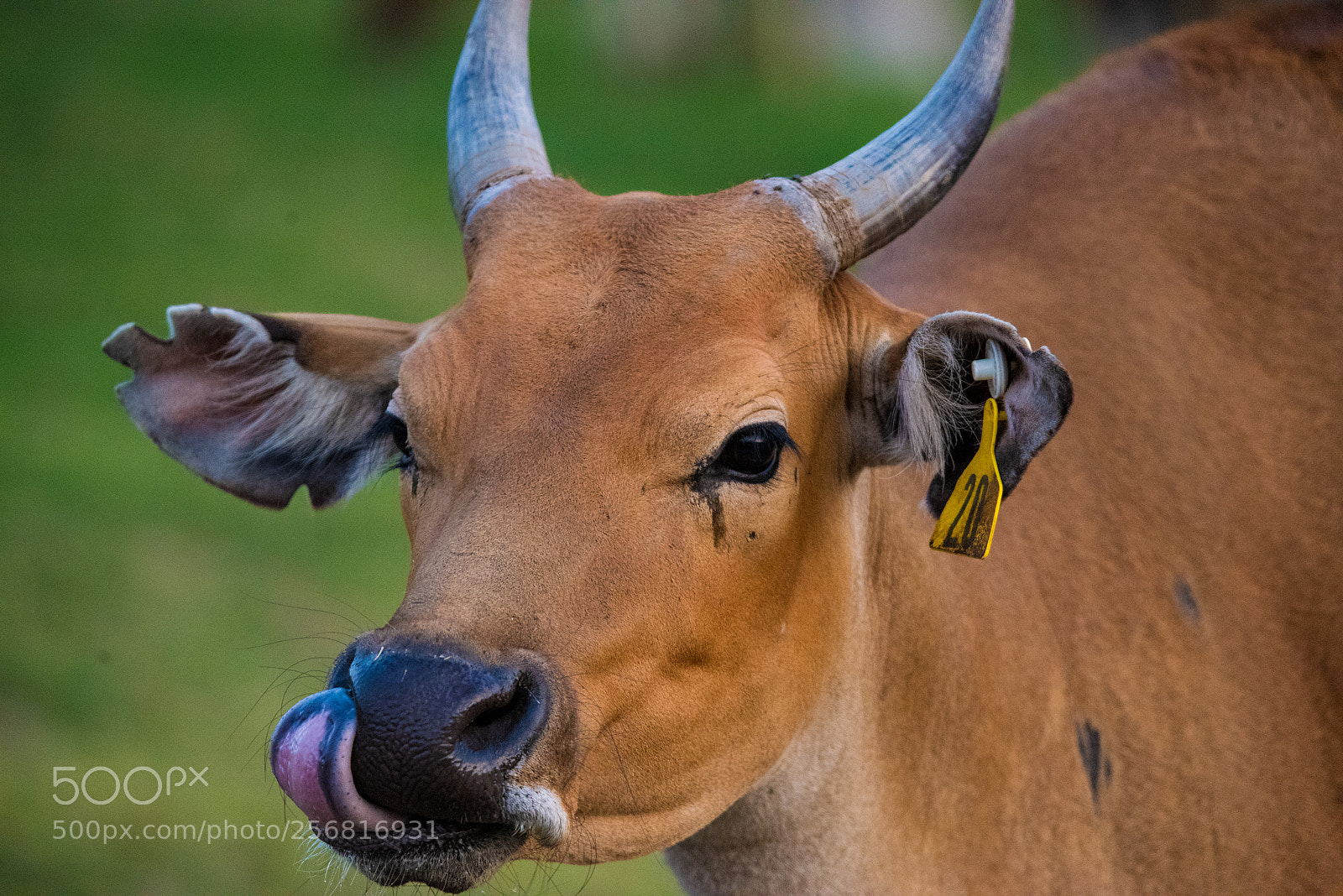 Nikon D810 sample photo. Hungry photography