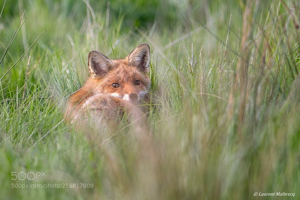 Nikon D500 sample photo. Renard photography