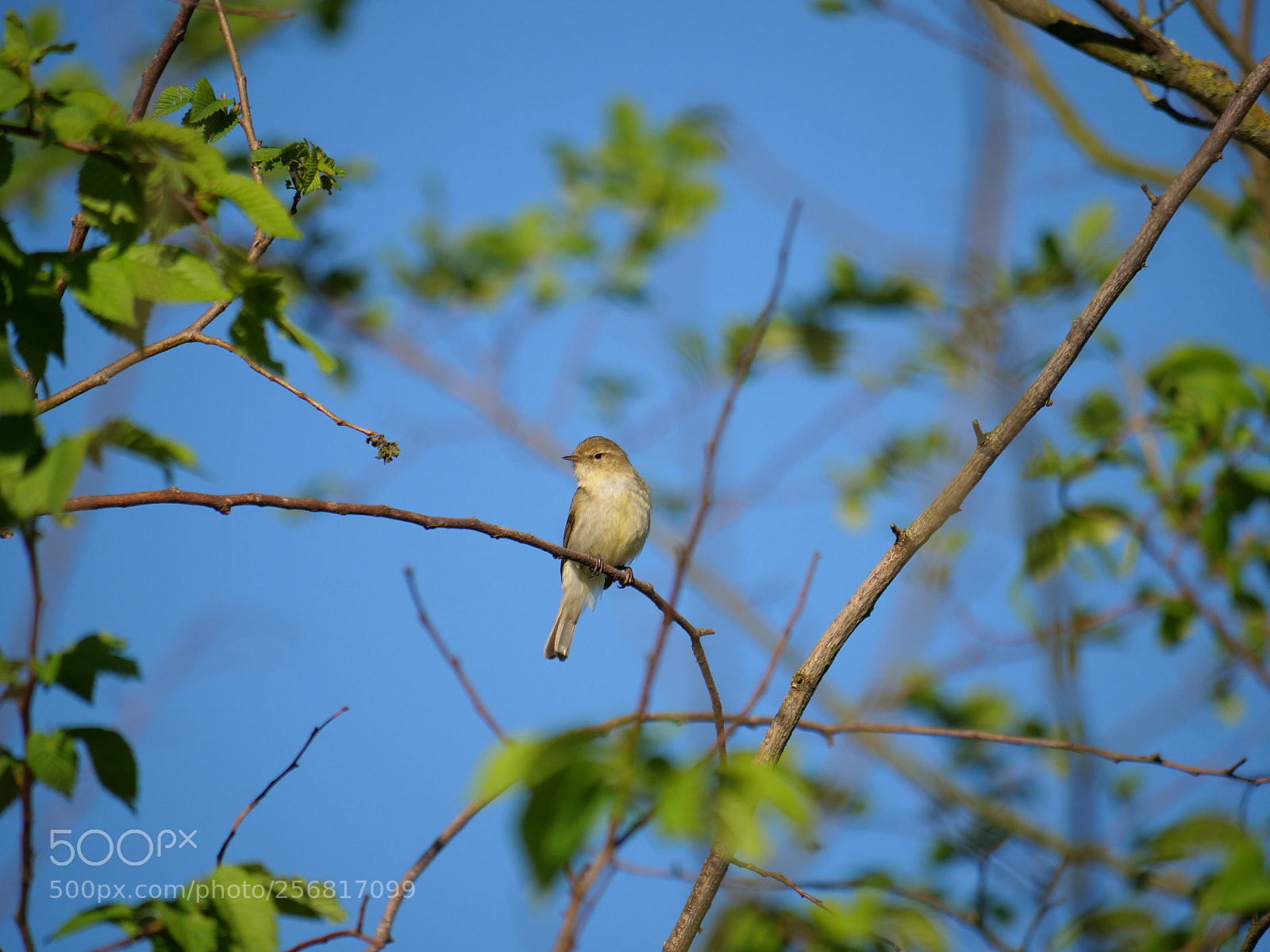 Panasonic Lumix DC-GH5 sample photo. Just a bird photography