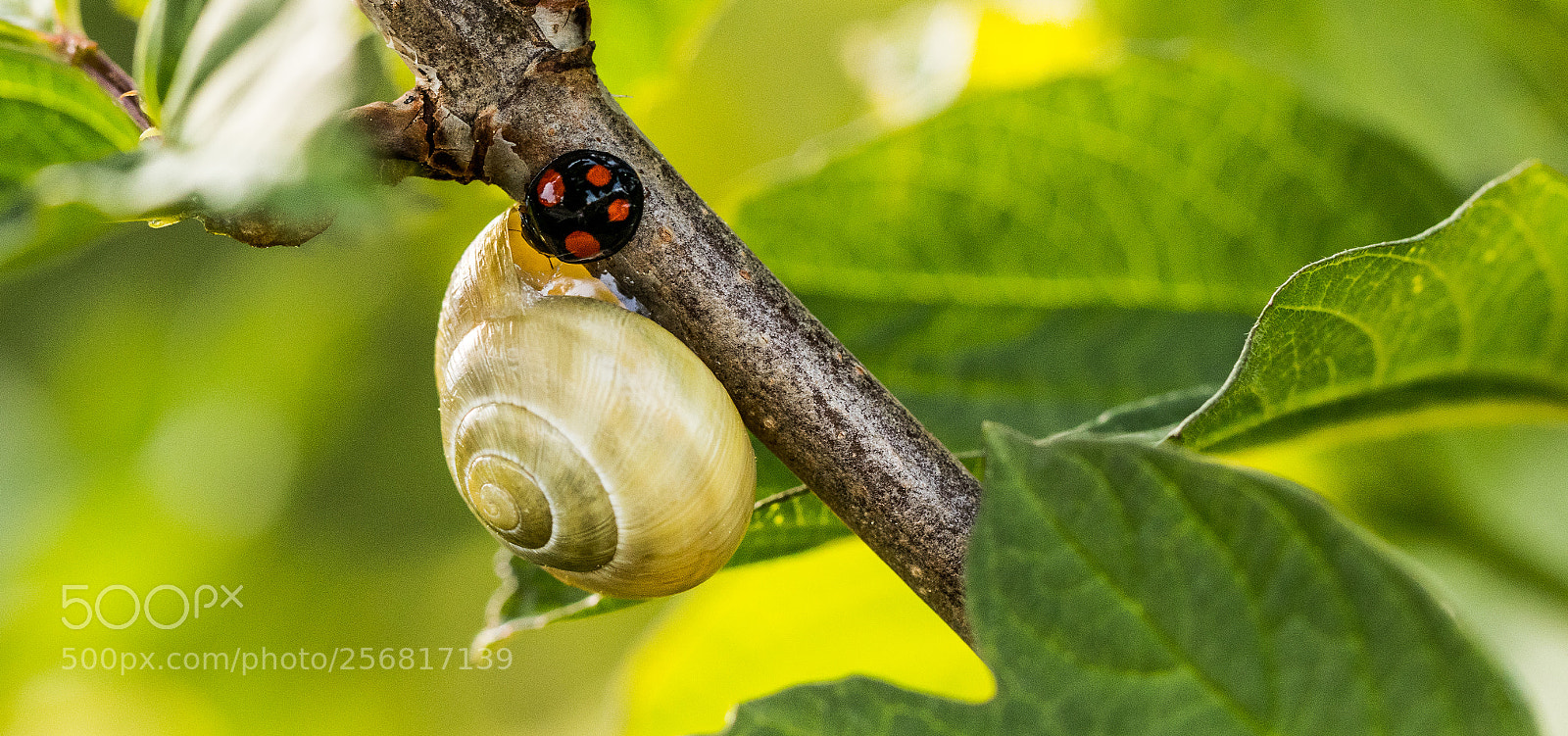 Canon EOS 77D (EOS 9000D / EOS 770D) sample photo. Are you home? photography