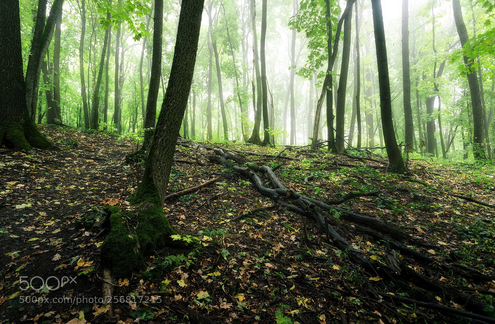 Canon EOS 6D sample photo. Green forest photography